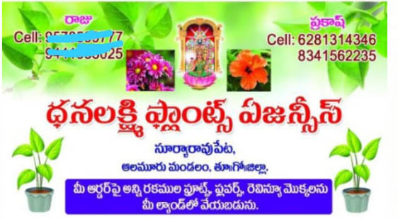 Dhanalakshmi Plant Exporters